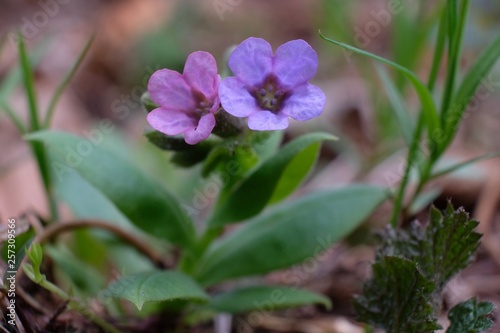 Wiosenne kwiaty - miodunka (Pulmonaria) photo