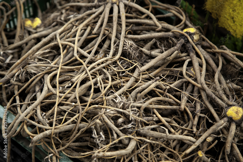 Medicinal plant branches