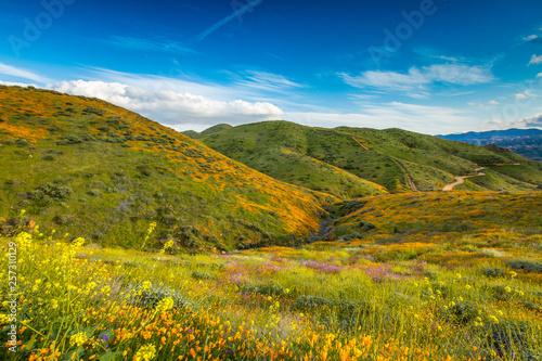 Walker Canyon Poppy Fields Super Bloom