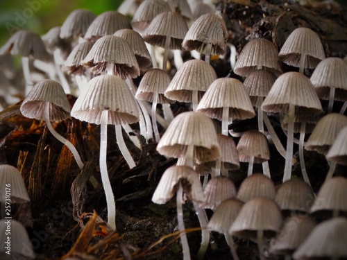 Mini mushroom World