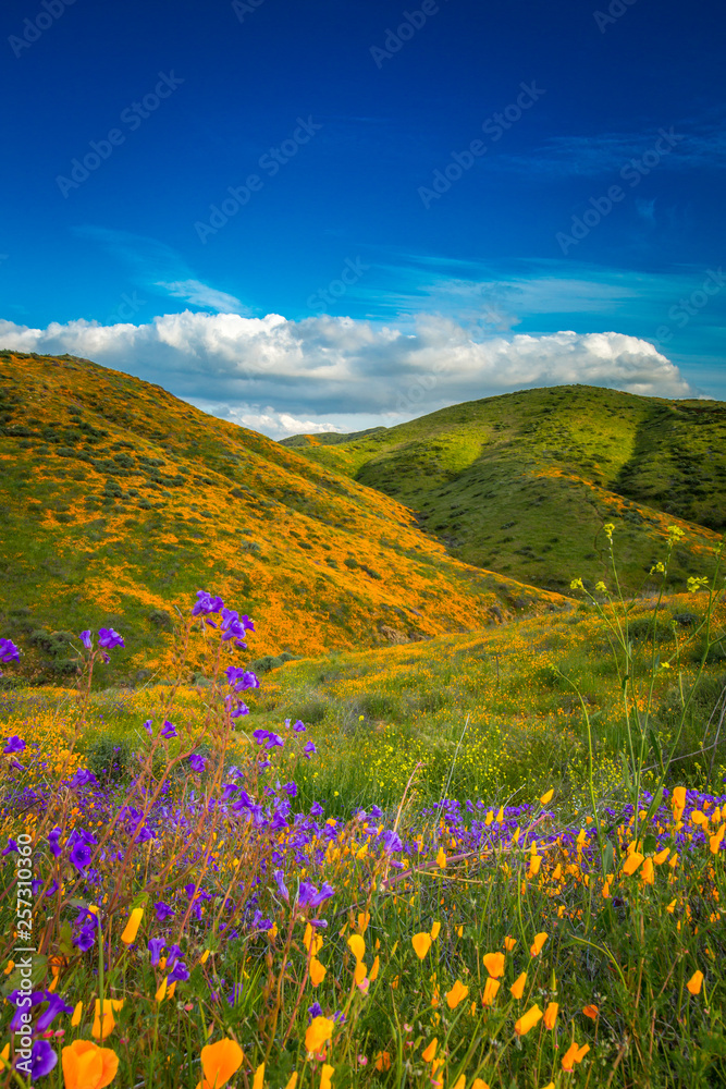 Fototapeta premium Walker Canyon Poppy Fields Super Bloom