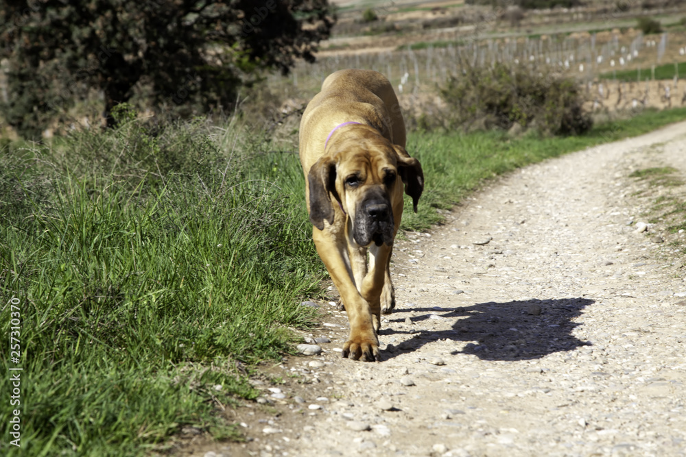 Hunter dog bloodhound