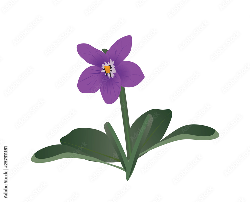 Viola flower. vector illustration Viola flower. vector illustration
