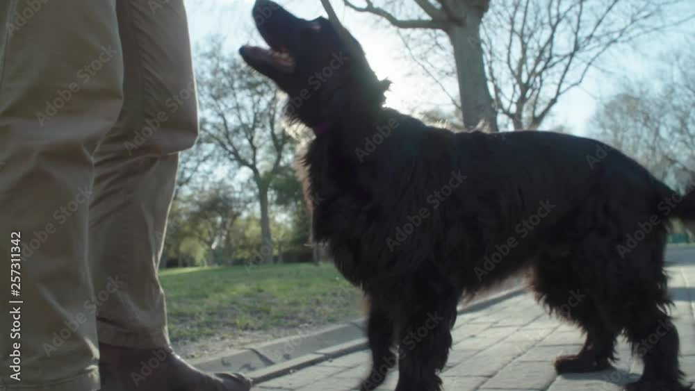 Man pets black English Cocker Spaniel dog, runs toward camera, Slow Motion Man pets black English Cocker Spaniel dog, runs toward camera, Slow Motion