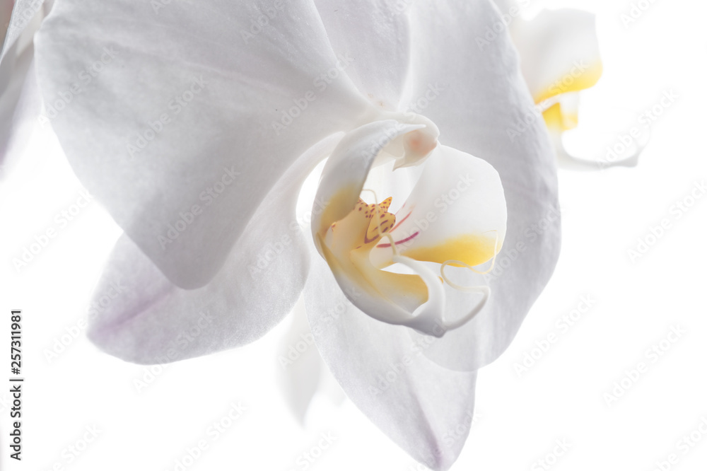 Beautiful White Orchid Flower around white background. close up