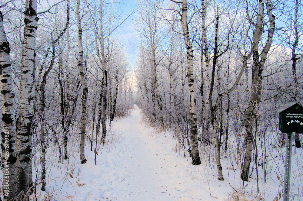 forest in winter forest in winter