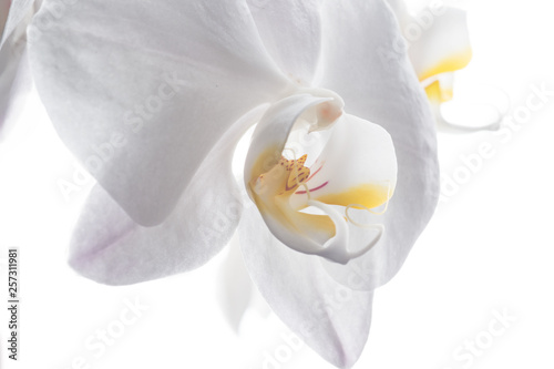 Beautiful White Orchid Flower around white background. close up