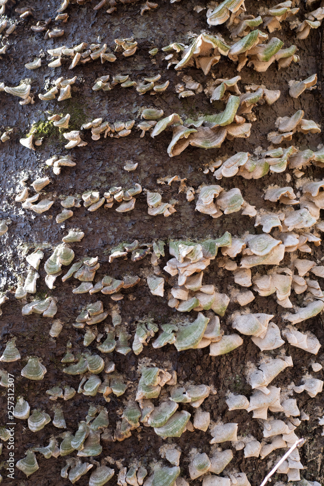 Hard mushrooms on the tree Hard mushrooms on the tree