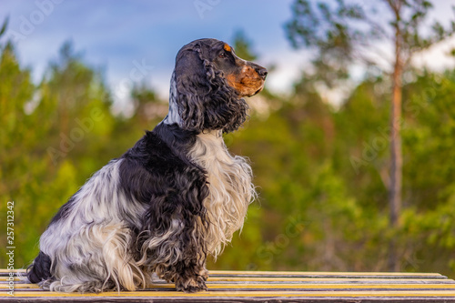 The dog looks into the dist...