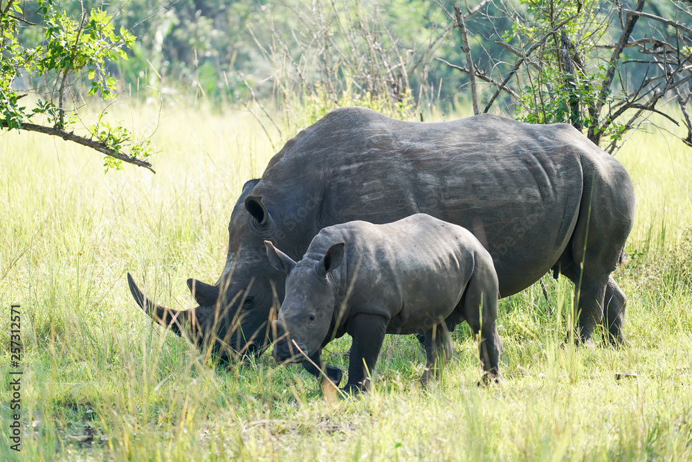 Fototapeta premium Family Rhino in Uganda
