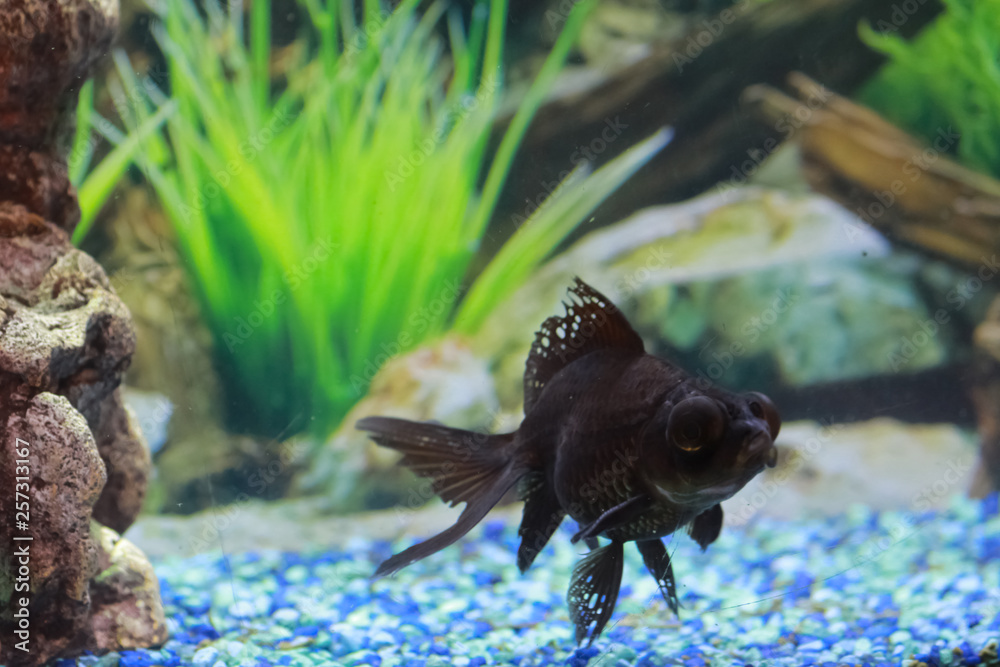 Black Moore Goldfish in foreground. Generic background is grass and log with blue green gravel with a small piece of reef on the left frame.