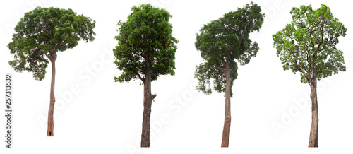 Collection of trees isolated on white background
