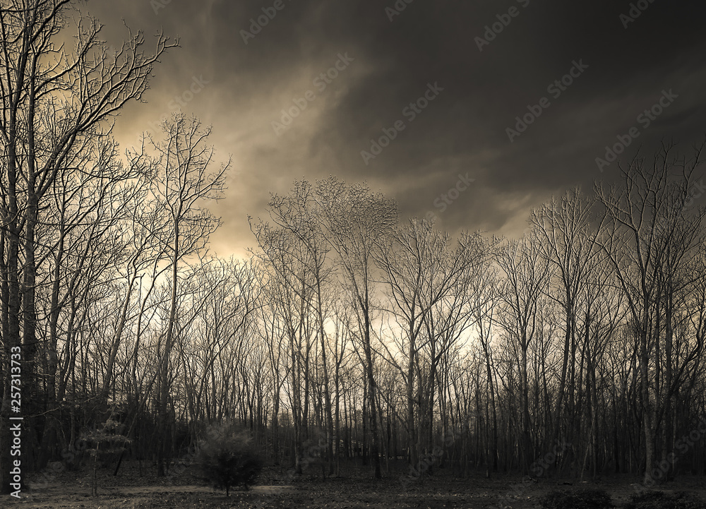 Bare Trees in the Cloudy Sunset Bare Trees in the Cloudy Sunset