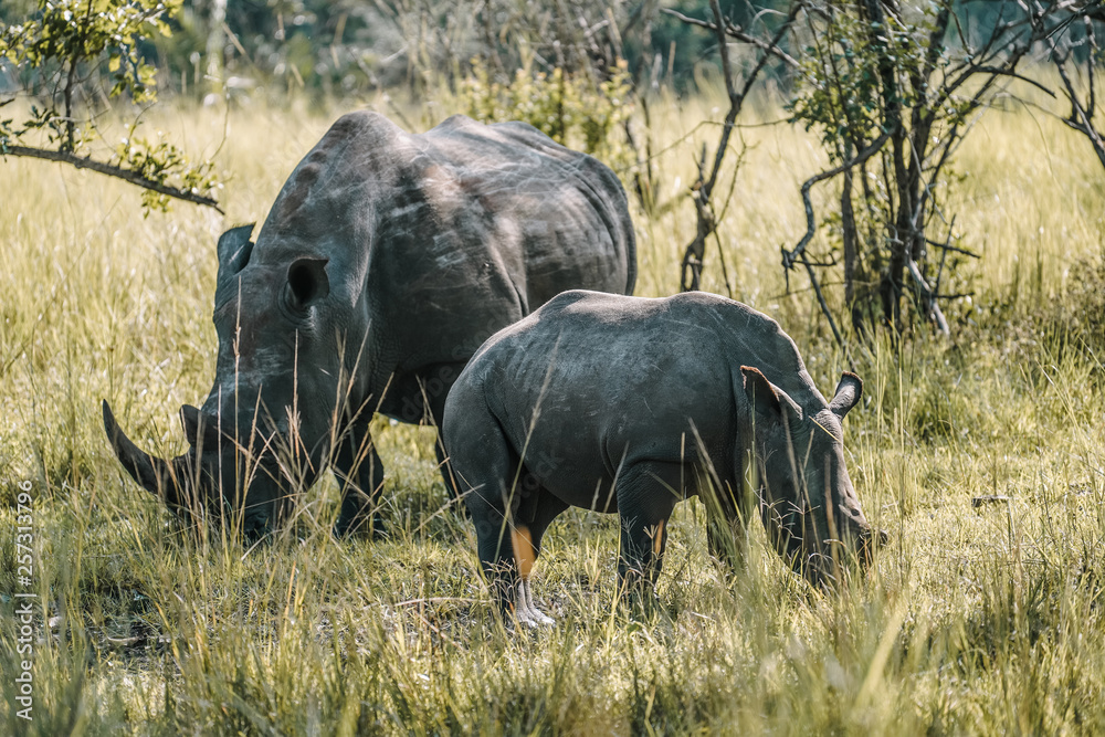 Fototapeta premium Family Rhino in Uganda