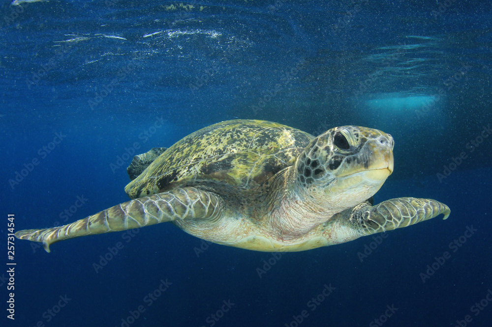 Obraz premium Green Sea Turtle