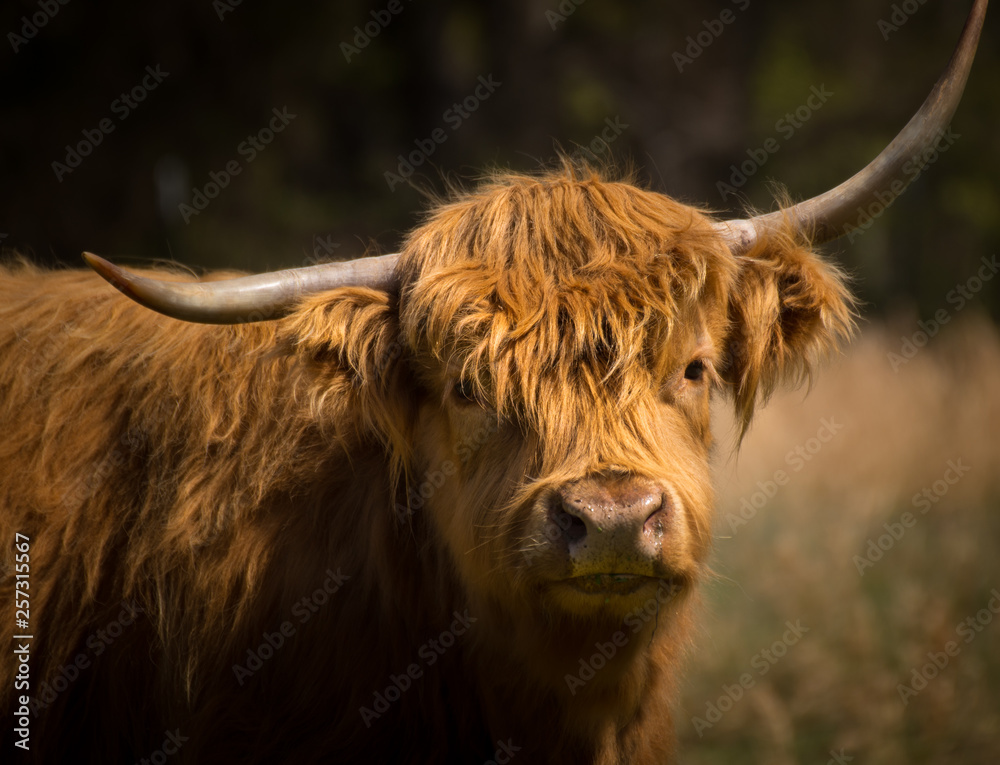 Scottish Highlands Cow