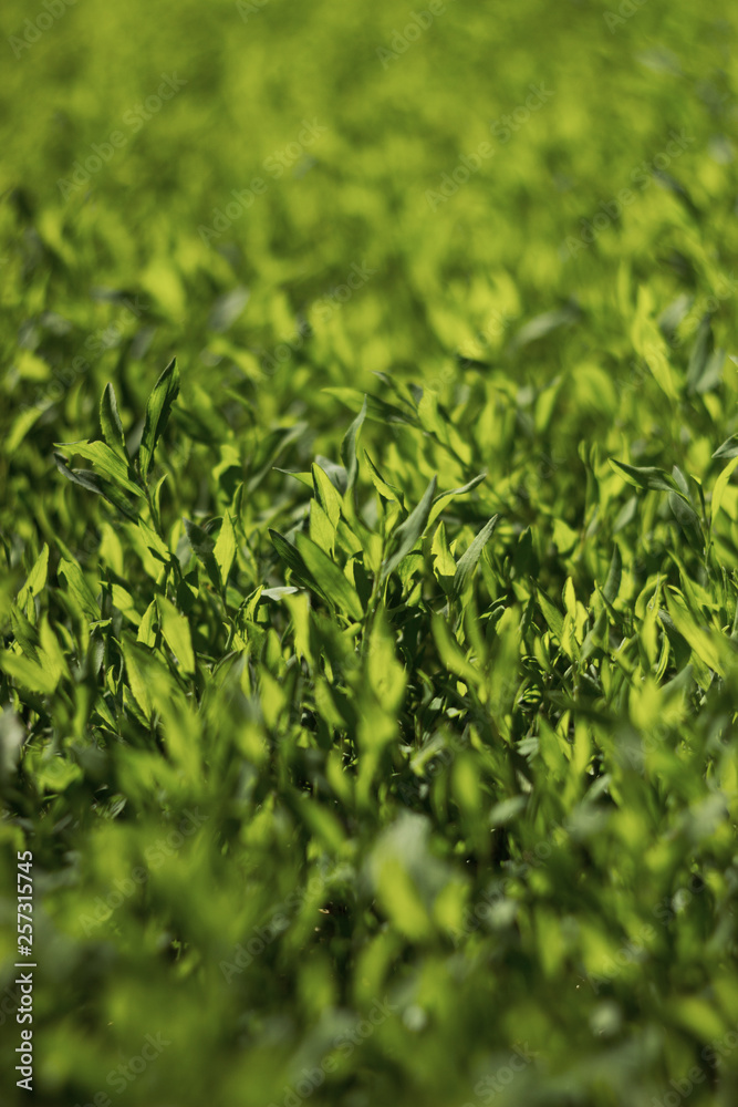 Abstract image of green grass under bright sunlight. Selective focus, film effect and author processing. Abstract image of green grass under bright sunlight. Selective focus, film effect and author processing.