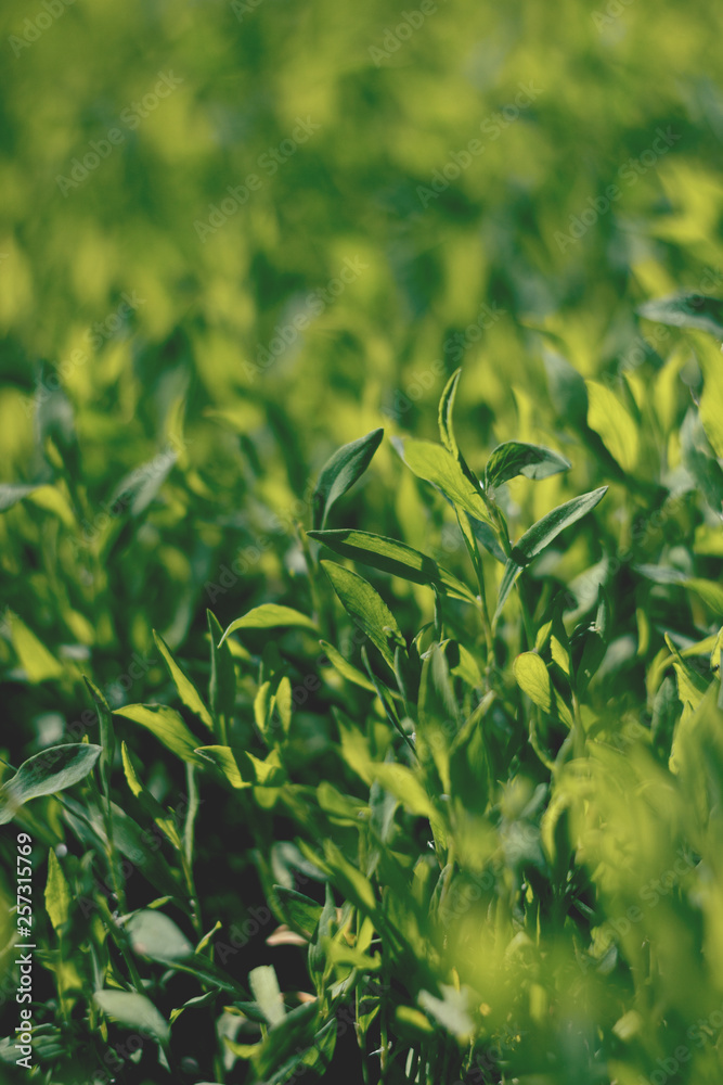 Abstract image of green grass under bright sunlight. Selective focus, film effect and author processing. Abstract image of green grass under bright sunlight. Selective focus, film effect and author processing.