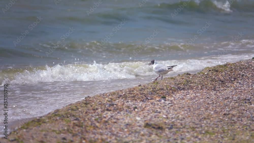 Seagull on the beach on the sandy seashore. Slow Motion Seagull on the beach on the sandy seashore. Slow Motion