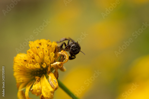 bee on a flower © Andres