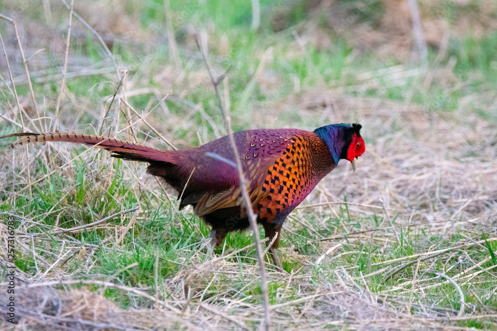 Fototapeta premium Pheasant in a forest in Germany