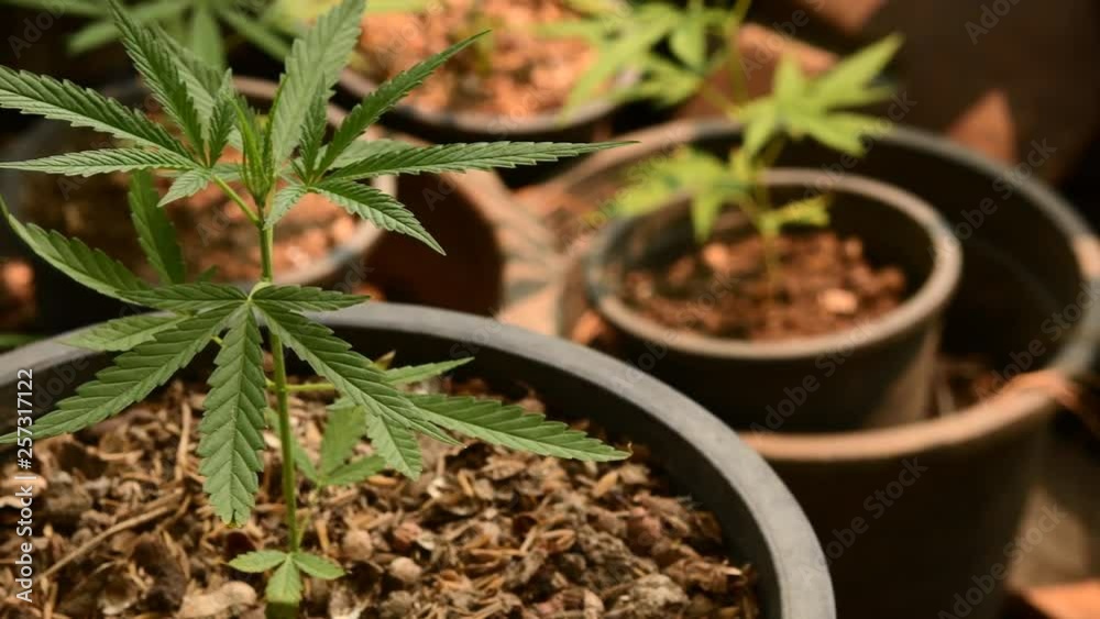 Cinematic shot of marijuana cannabis weed plants growing farm in Thailand. Shot in 4K. Cinematic shot of marijuana cannabis weed plants growing farm in Thailand. Shot in 4K.