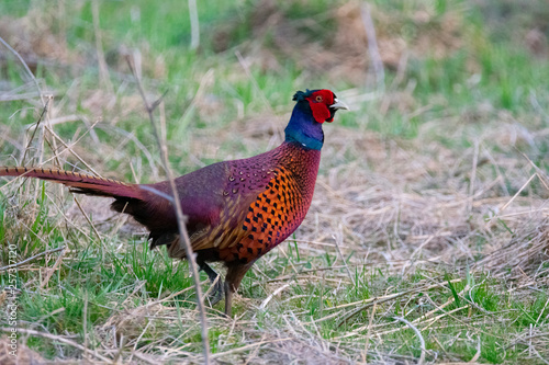 Pheasant in quest of food in a forest