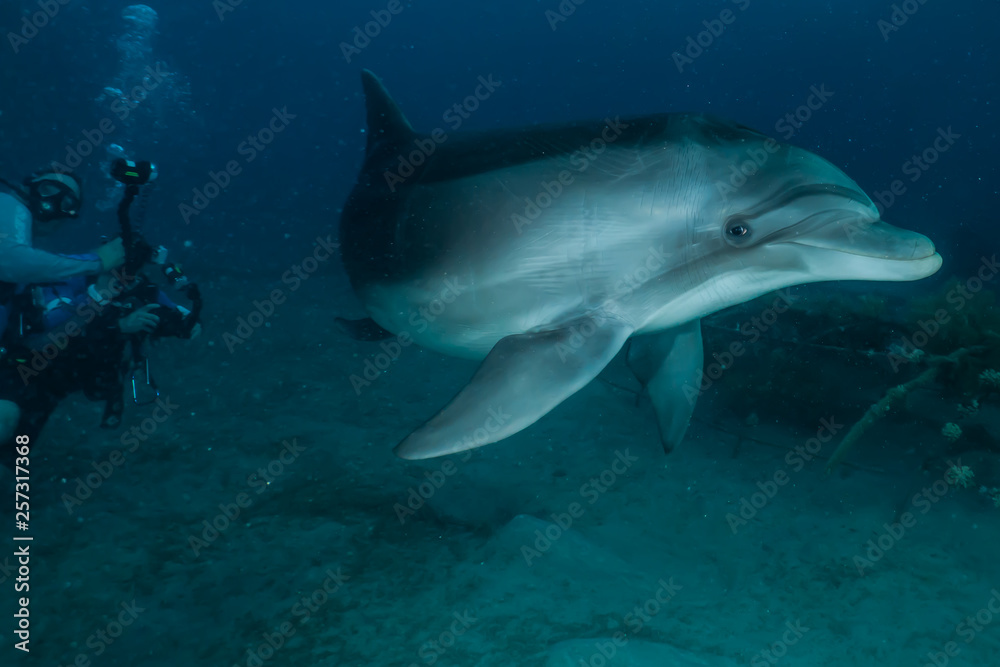 Dolphin swimming with divers in the Red Sea, Eilat Israel