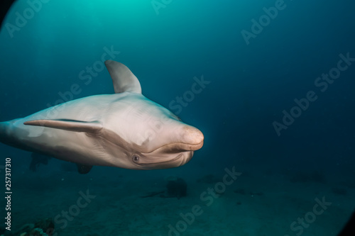 Dolphin swimming with divers in the Red Sea  Eilat Israel