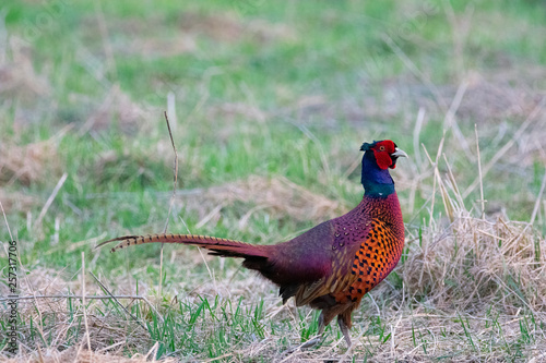 Pheasant in quest of food in a forest in Germany