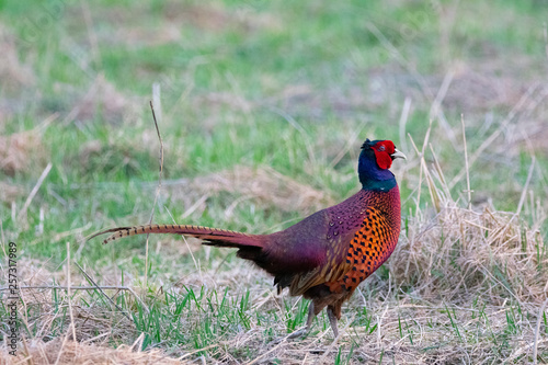 Pheasant searching for food in a forest in Germany