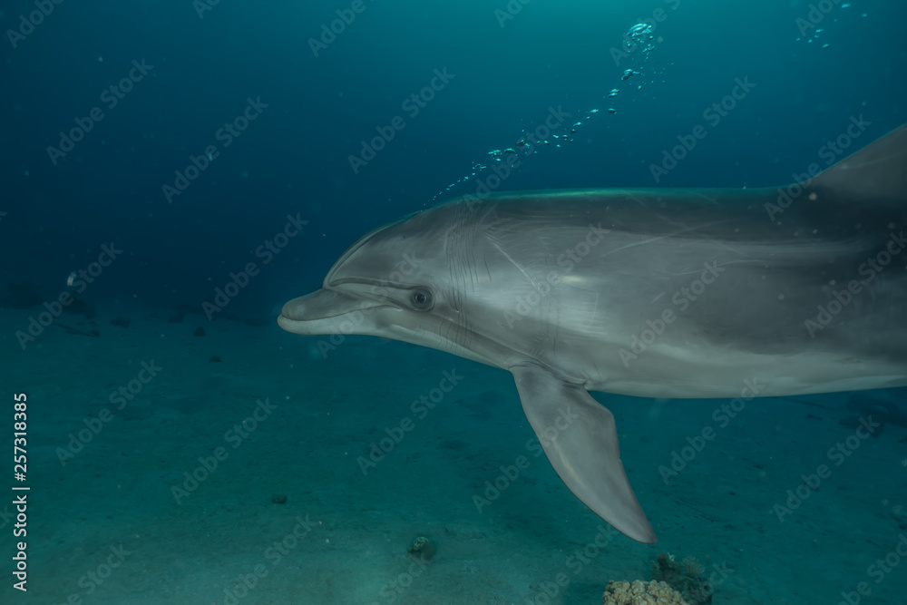Naklejka premium Dolphin swimming with divers in the Red Sea, Eilat Israel
