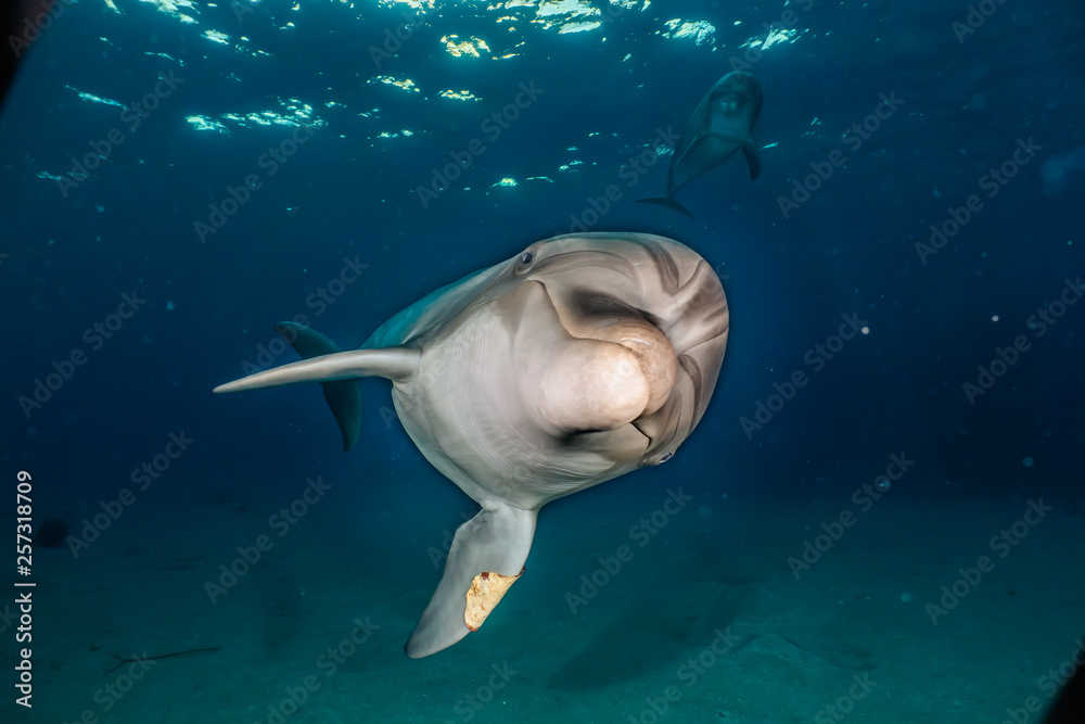 Fototapeta premium Dolphin swimming with divers in the Red Sea, Eilat Israel