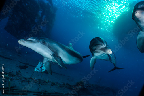 Fototapeta Naklejka Na Ścianę i Meble -  Dolphins swimming in the Red Sea, Eilat Israel 