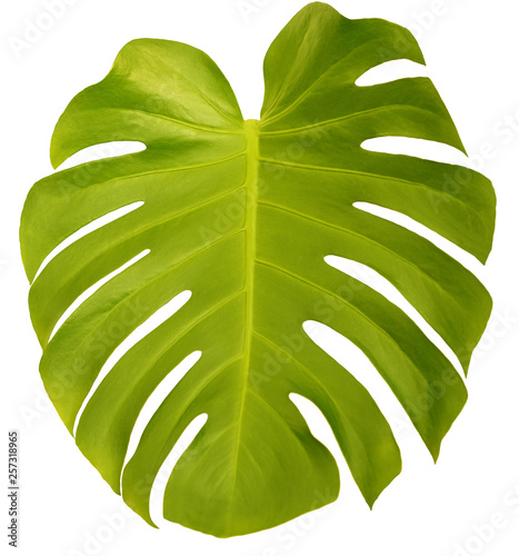 Tropical leaves isolated on white background. Botanical elements for spa, beauty care products and cosmetics. Monstera plant leaf.