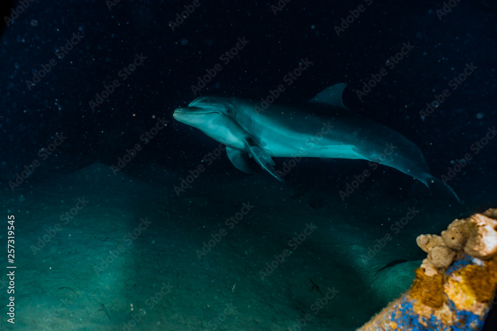 Fototapeta premium Dolphin swimming in the Red Sea, Eilat Israel