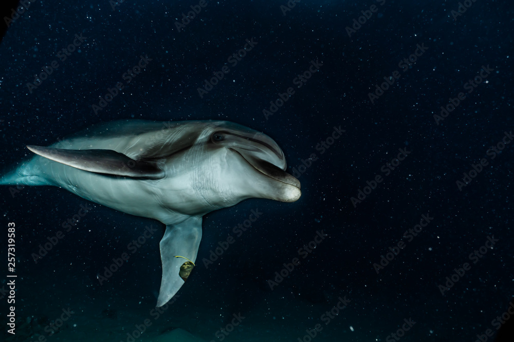 Obraz premium Dolphin swimming with divers in the Red Sea, Eilat Israel