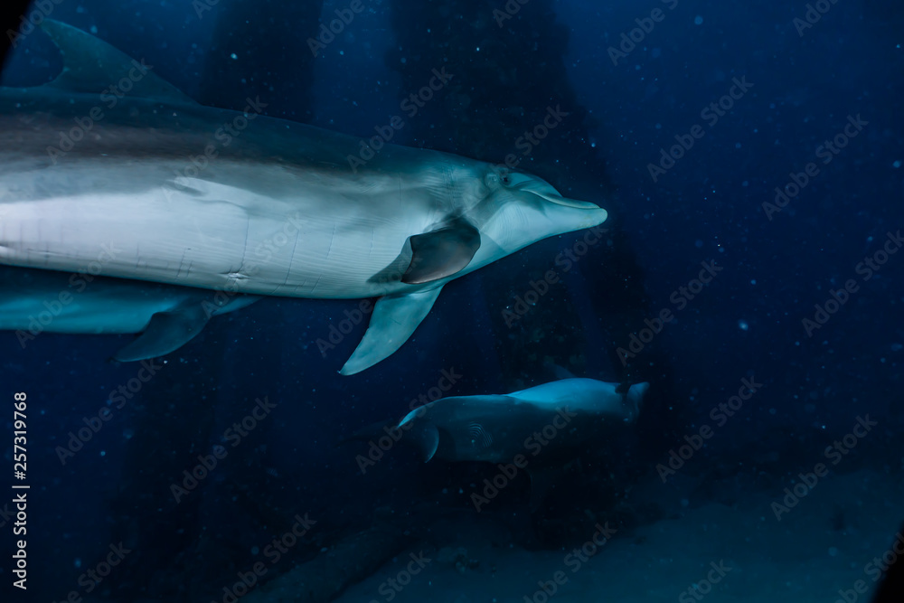 Fototapeta premium Dolphin swimming with divers in the Red Sea, Eilat Israel