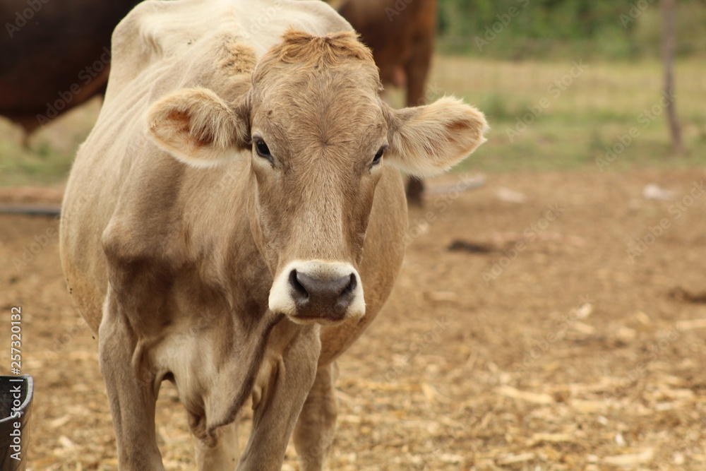 Vaca en primer plano