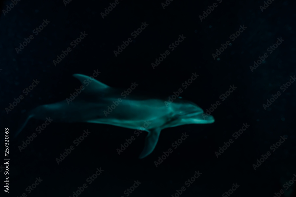 Fototapeta premium Dolphin swimming with divers in the Red Sea, Eilat Israel
