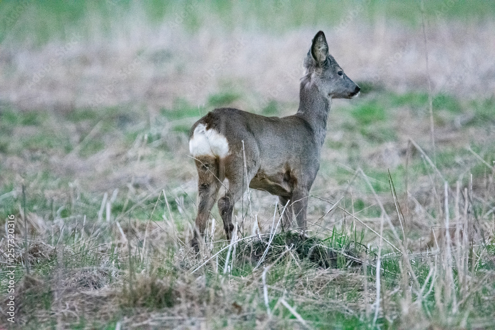 Deer watching for enemies Deer watching for enemies