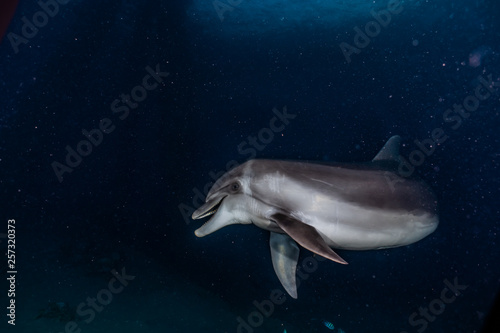 Dolphin swimming with divers in the Red Sea  Eilat Israel