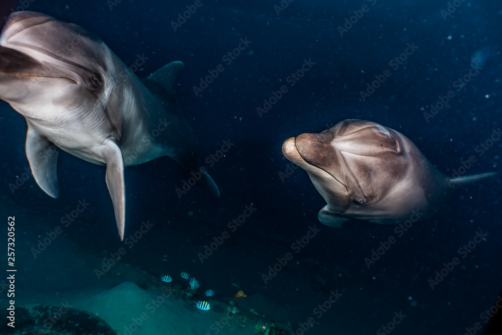 Obraz premium Dolphins swimming in the Red Sea, Eilat Israel 