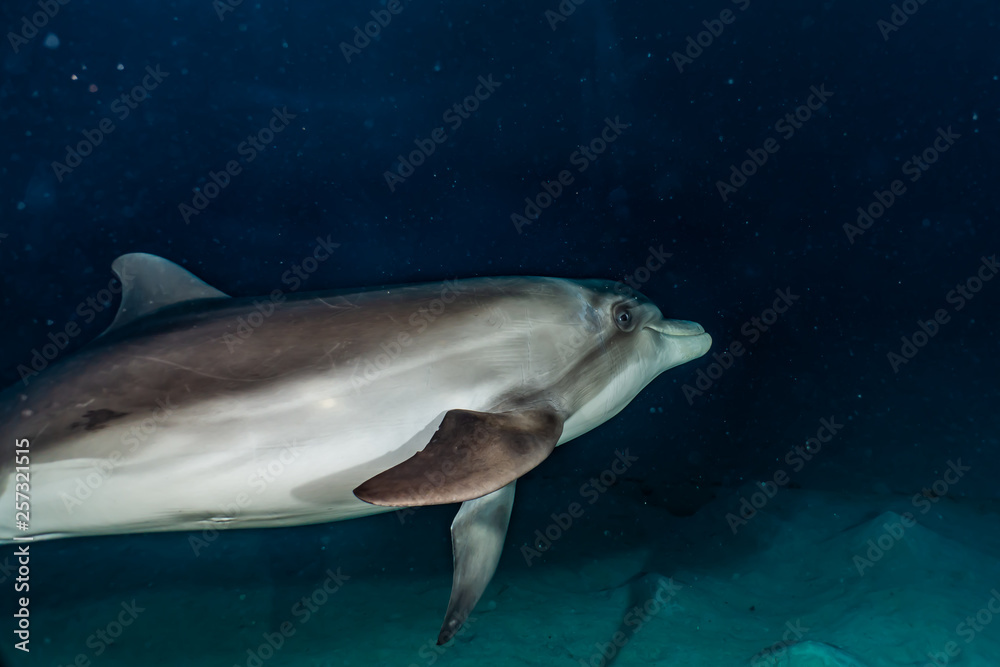 Fototapeta premium Dolphin swimming with divers in the Red Sea, Eilat Israel