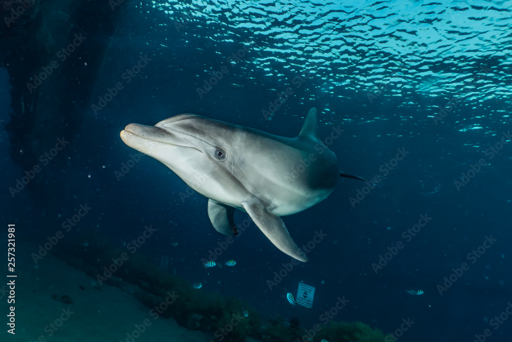 Fototapeta premium Dolphin swimming with divers in the Red Sea, Eilat Israel