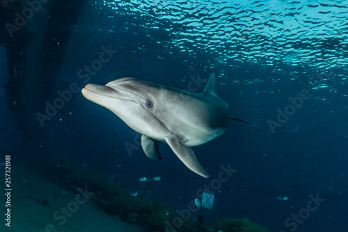 Fototapeta Naklejka Na Ścianę i Meble -  Dolphin swimming with divers in the Red Sea, Eilat Israel
