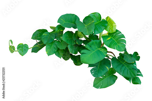 monstera leaf plant isolated on white background with clipping path.
