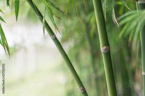 Fototapeta Naklejka Na Ścianę i Meble -  bamboo tree background