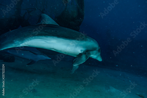 Dolphin swimming with divers in the Red Sea  Eilat Israel