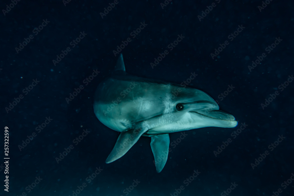 Fototapeta premium Dolphin swimming with divers in the Red Sea, Eilat Israel